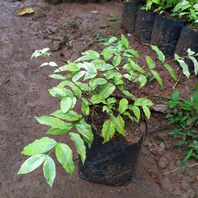 pohon anting putri/tanaman anting putri bibit