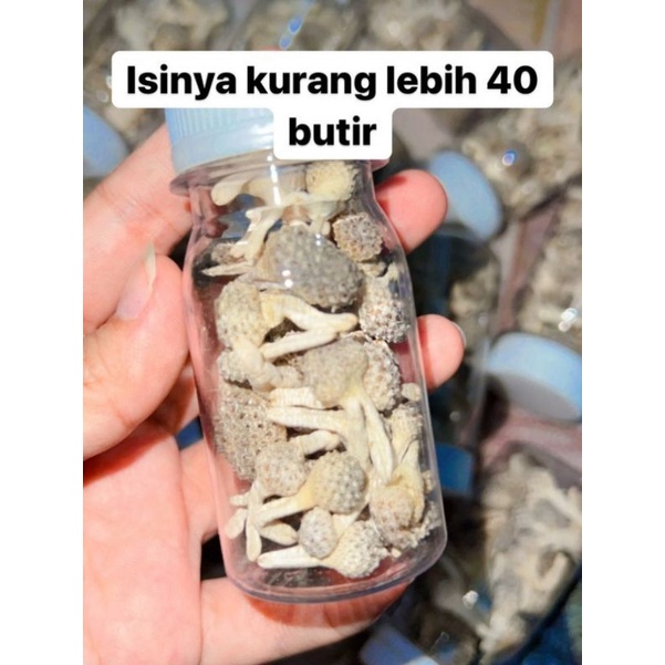 Jamu Mpot Putih Utuh Tanpa Dipotong By Mama Zio | Jamu Empot Putih Herbal Asli Madura | Jamu Empot M