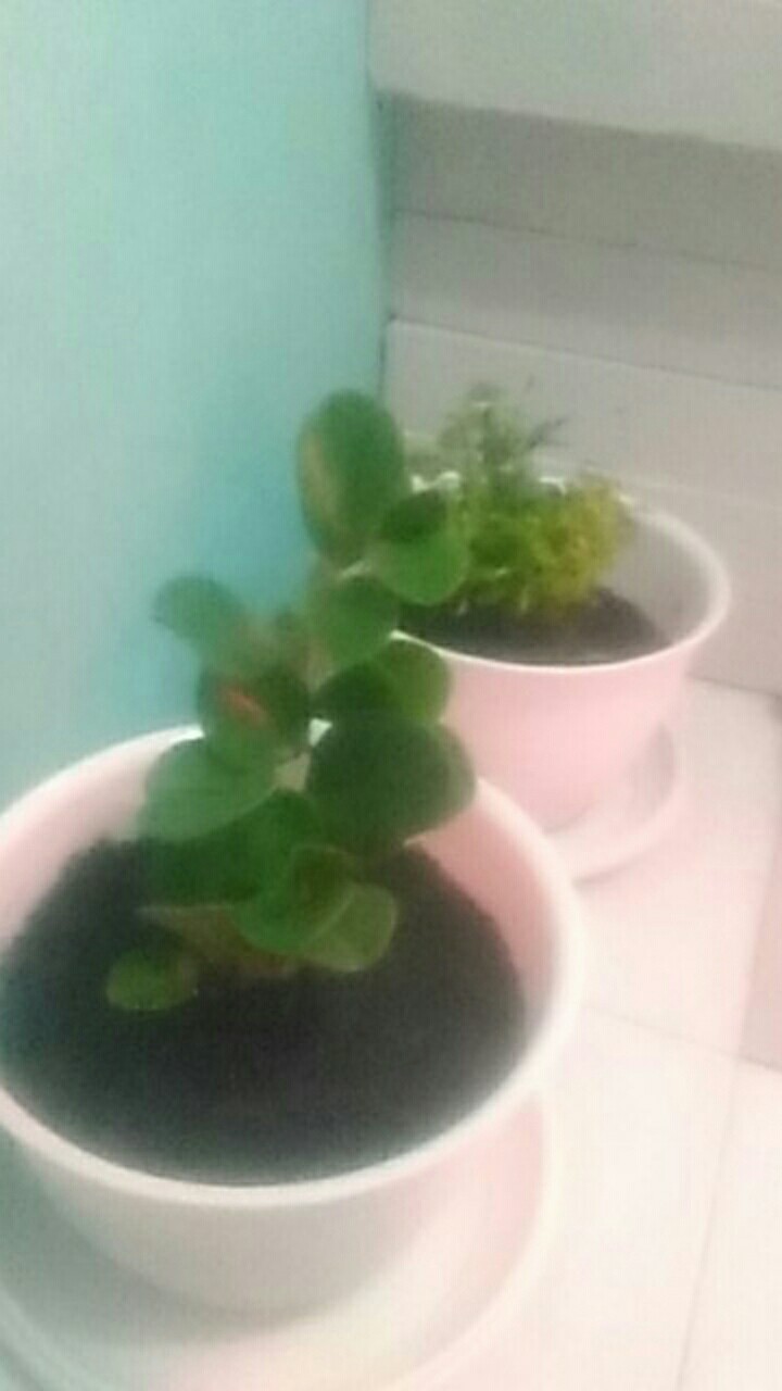 Murah Tanaman Hias Indoor Paperomia Hijau - Jade