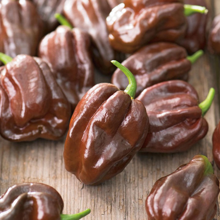 Benih Bibit Biji - Cabai Choco Habanero Cabe Habanero Cokelat Chocolate Pepper Seeds