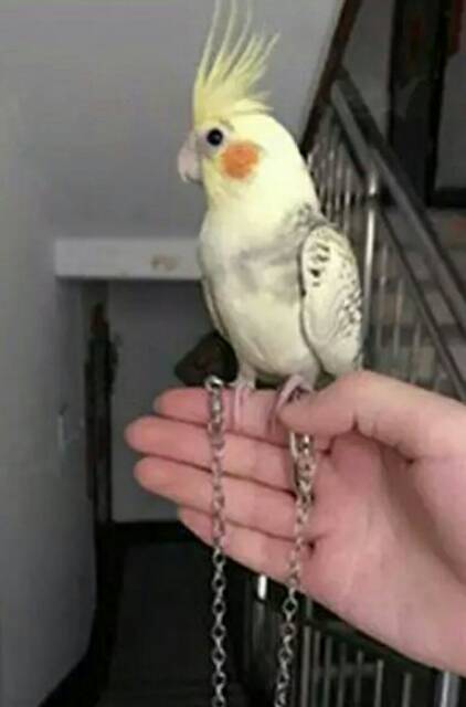 440 Koleksi Gambar Burung Falk Terbaik