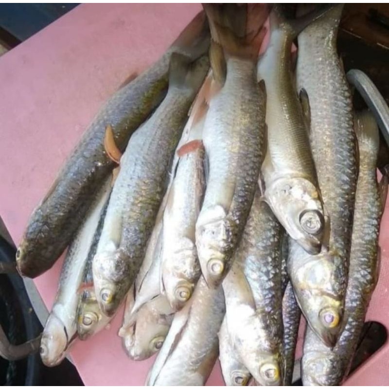 

Ikan Belanak Berat 500 Grm