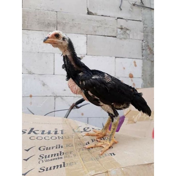 ANAKAN AYAM BANGKOK KLASIK & Pakhoy & Mangon || ORIGINAL