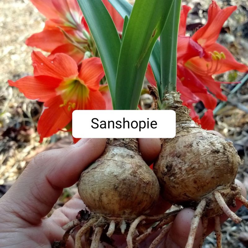 Bunga hias bunga amarilis umbi bunga per 5 buah umbi