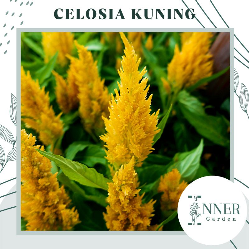 20 Biji Benih Bunga Celosia Kuning Yellow Celosia