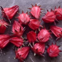 Benih Bibit Biji - Bunga Rosela Merah (Red Roselle) Rosella Hibiscus sabdariffa Flower Seeds