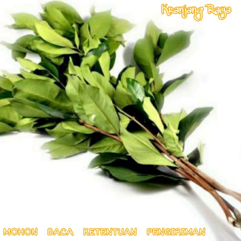 Daun Salam per ikat