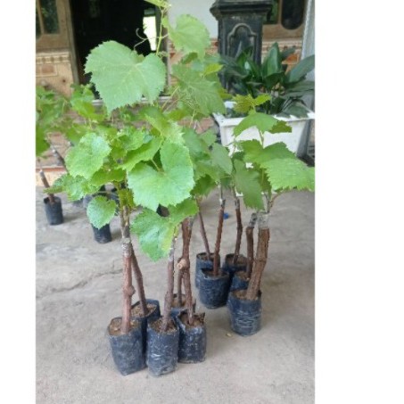 Anggur (rubus sp) belum okulasi - Bibit Tanaman Buah Anggur - Bibit Anggur Super - Red Price / Green Belgium / Black Caroline