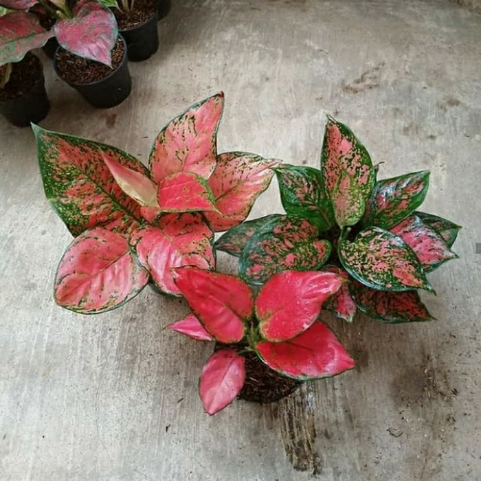 ready Paket 3 tanaman hias anakan aglonema dud anja+sherly+red anjamani
