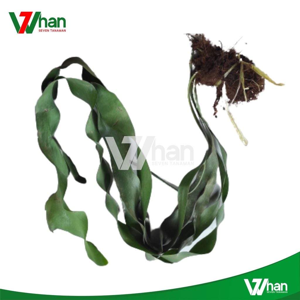 RUMPAI DASI KUMPAI SABUK TANAMAN HIAS GANTUNG WHAN7 TANAMAN