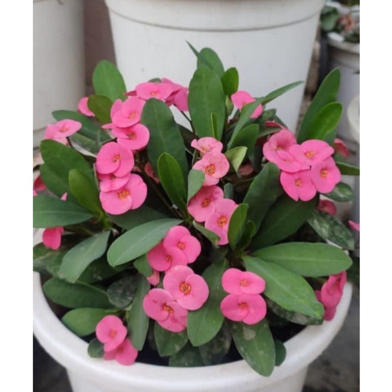 PROMO!!! TANAMAN HIAS EUPHORBIA// PINK MINI