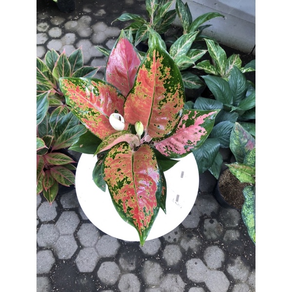 Aglaonema kochin tembaga brown