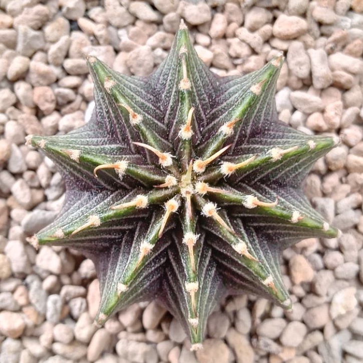 Kaktus LB 2178 | Gymnocalycium LB 2178  "Agua Dulce" Single Spine | LB Single Spine | Gymno LB | Fri