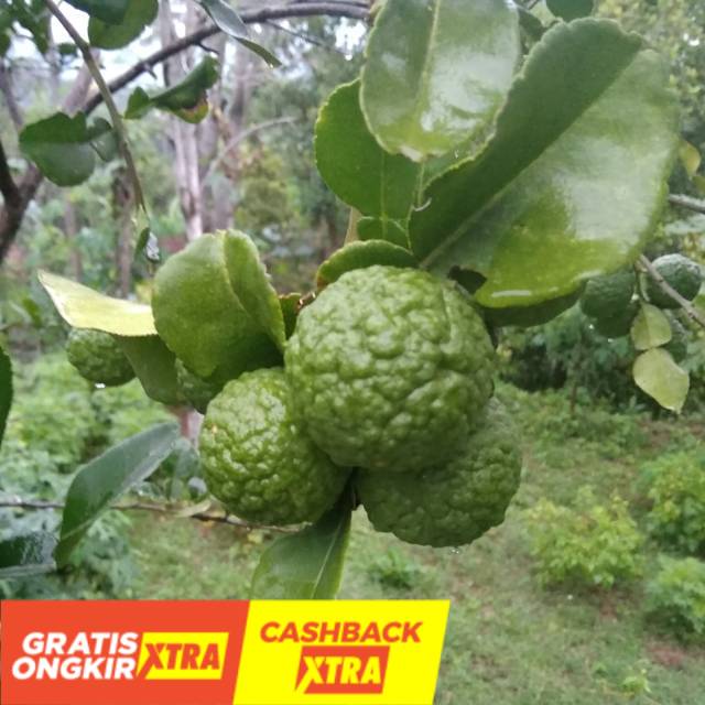 

Buah Jeruk purut 1 buah termurah