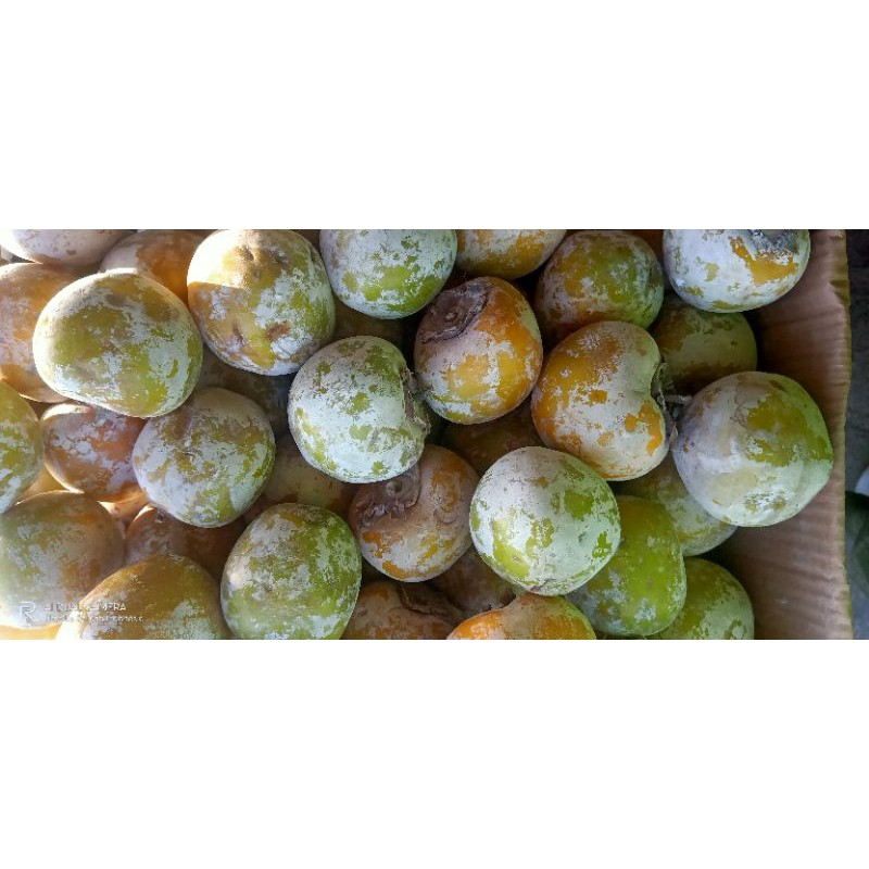 Buah Kesemek / Apel Ganjen / Apel Genit 1 kg