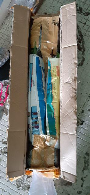 Tanaman Belimbing Madu / Dewi (buy 1 Get 1)