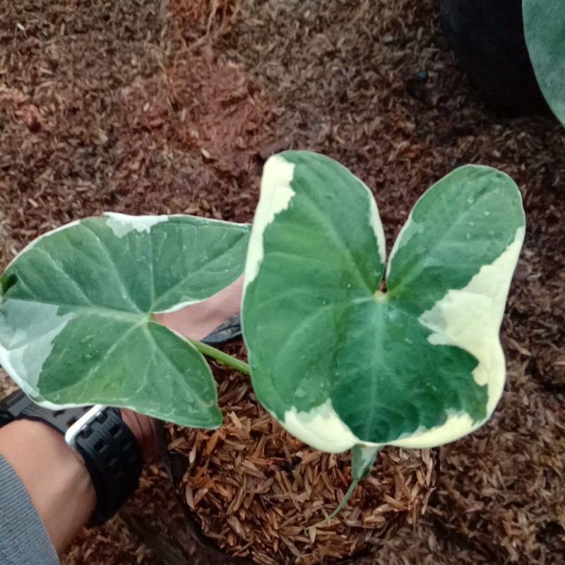 Tanaman hias CALADIUM KANTONG SEMAR / keladi kantong semar