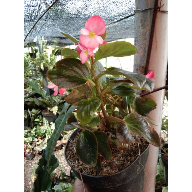Bunga Begonia mawar