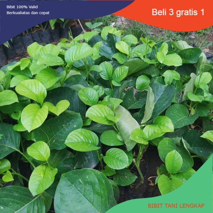 Bibit Buah Cincau Rambat-Tanaman Cincau Rambat Asli Super