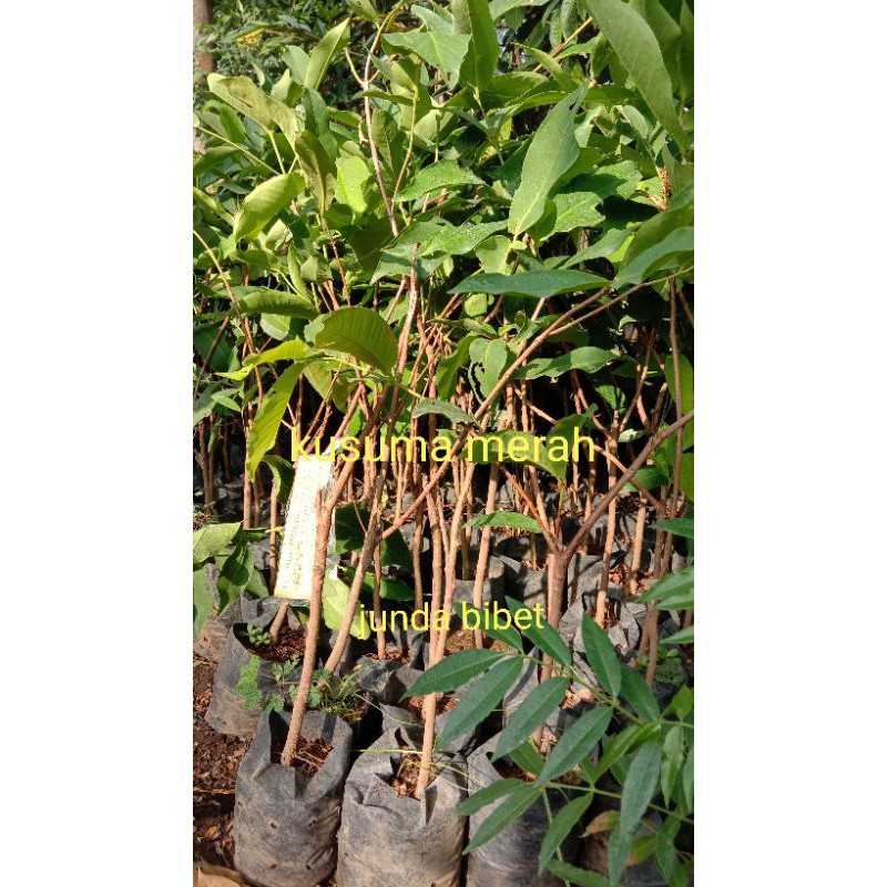 

bibit jambu air kusuma merah