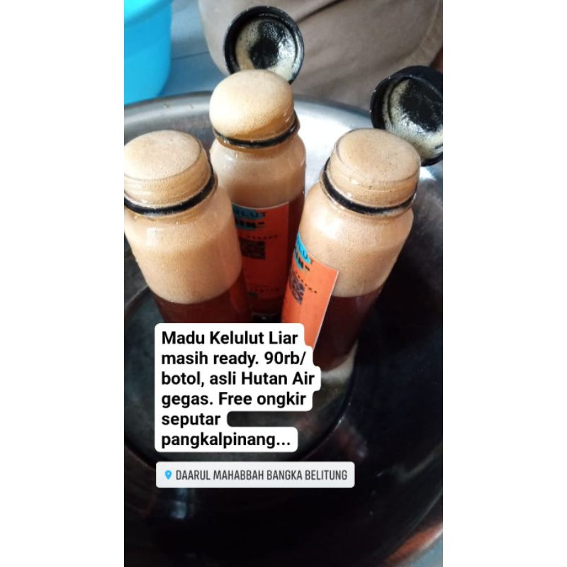 

Madu_Kelulut_Klanceng_Bangka