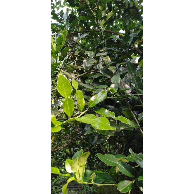 

Daun Jeruk Segar ( 25 gram )