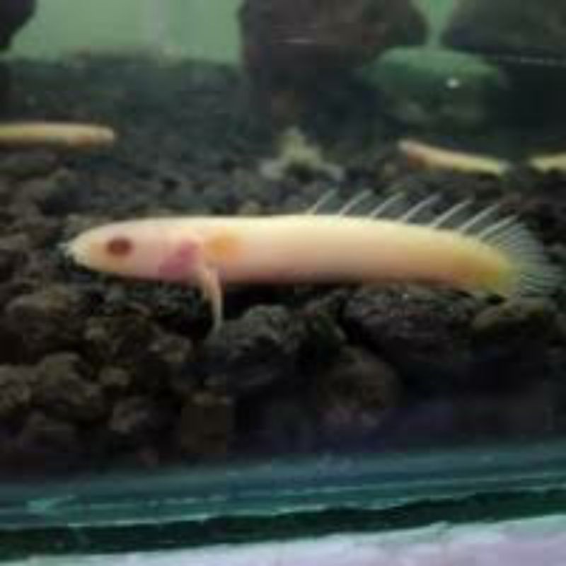 ikan palmas albino