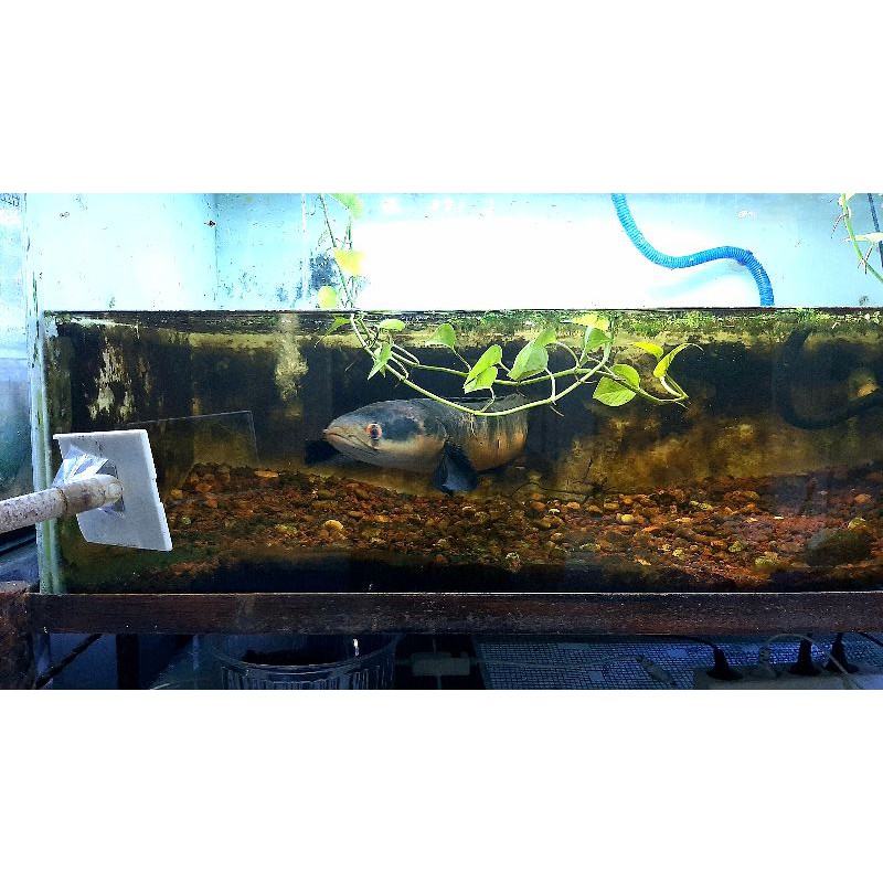 channa red sampit size 50cm