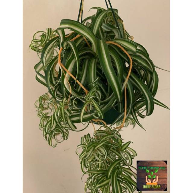 Tanaman hias chloro phytum comosum curly