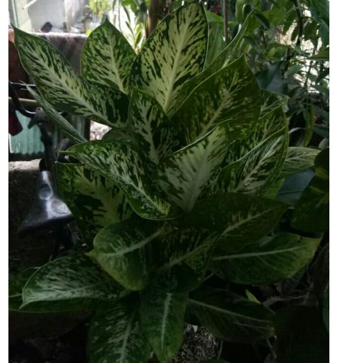 Aglonema Snow White Rumpun Murah / Tanaman Aglonema / Tanian Lokal