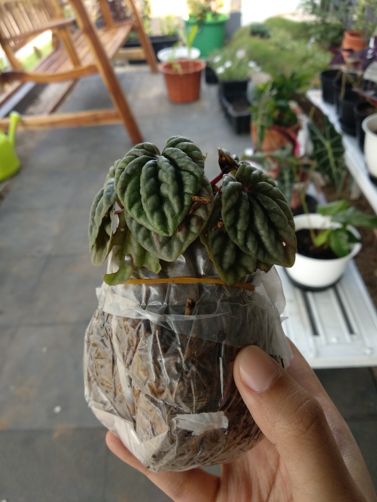 Peperomia Kerut Merah- Peperomia Caperata Red Riple