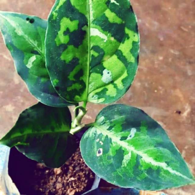 Aglonema pictum tricolour