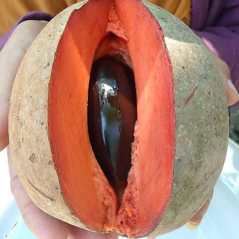 Bibit Mamey Sapote Magana