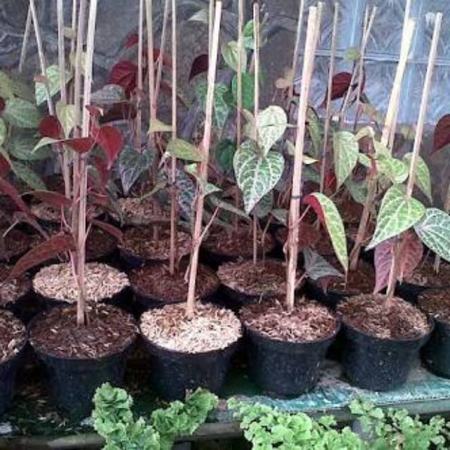 Sirih merah / Bibit tanaman sirih merah