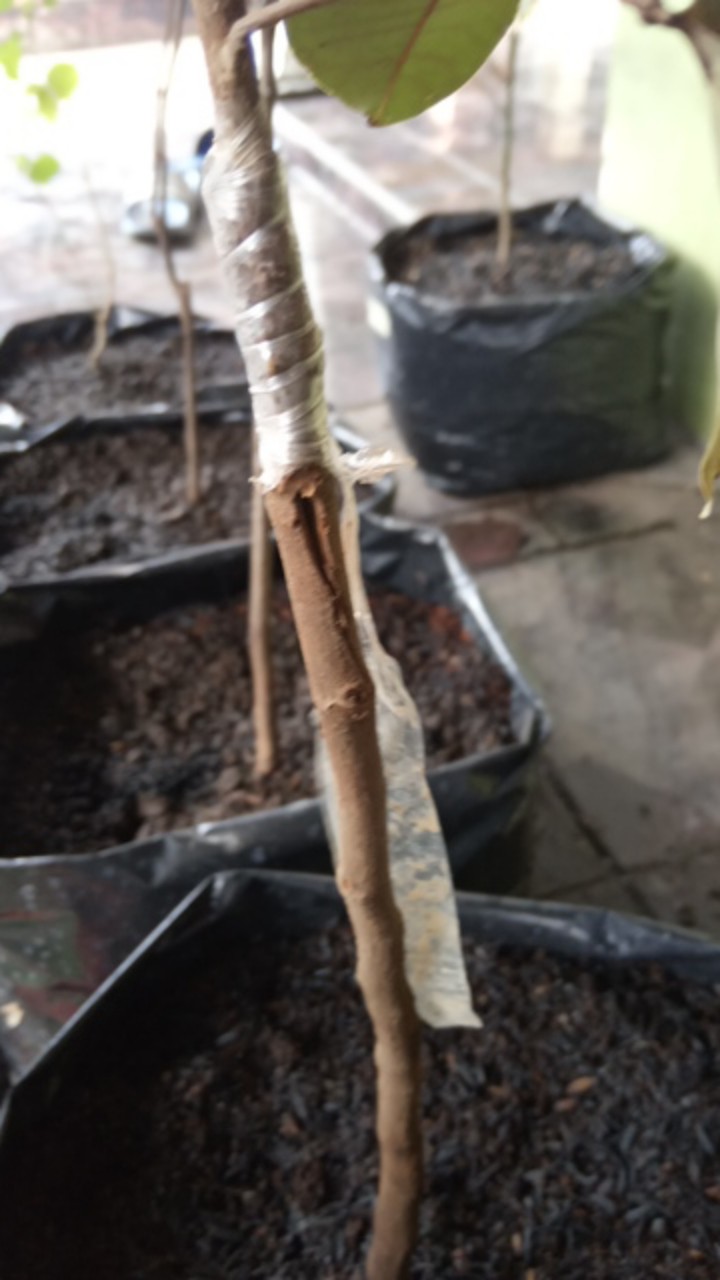 Klengkeng Merah Murah Mriyah Okulasi