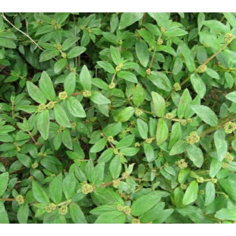 

Chamaesyce hirta/patikan Kebo 100gram organik