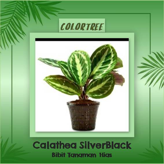 Bibit Tanaman  Hias  Calathea Silverback Shopee  Indonesia