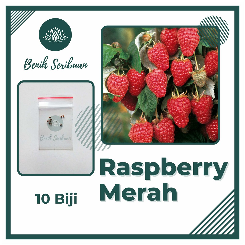 10 Benih Bibit Raspberry Merah Tanaman Buah Buahan Rasberry Red Rubus Strigosus Unggul Berkualitas