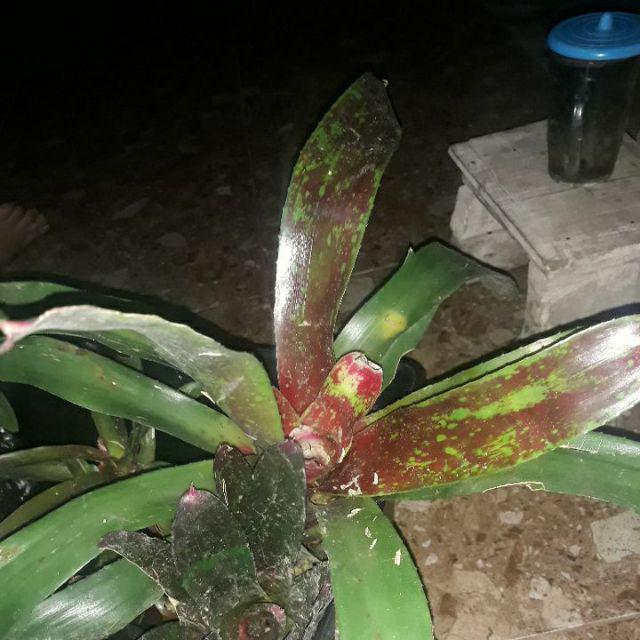 Tanaman Hias Bromelia Mawar