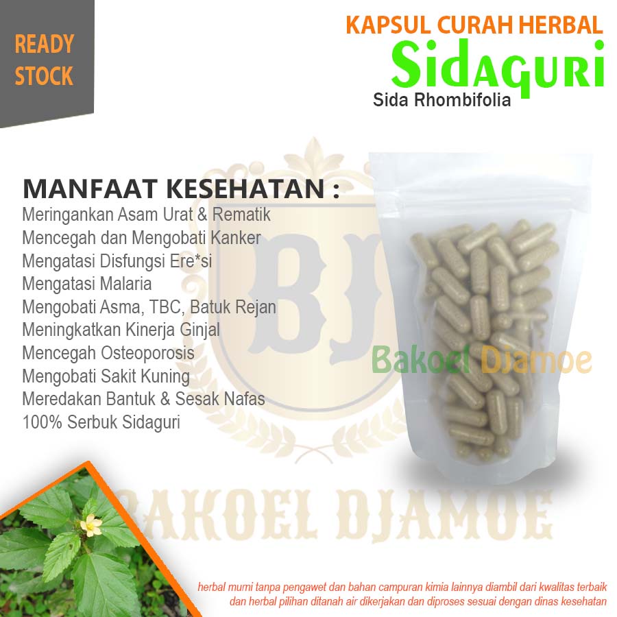 

Kapsul curah herbal sidaguri kapsul herbal asam urat rematik
