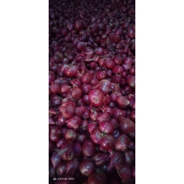 

bawang merah probolingg