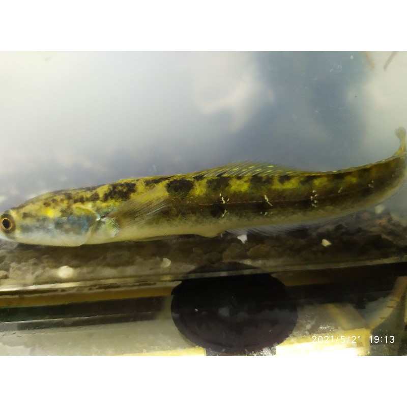 chnna pseudo marulius