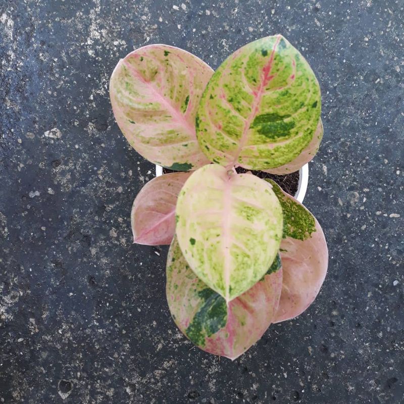 Aglonema Emerald Aglonema Green Emerald