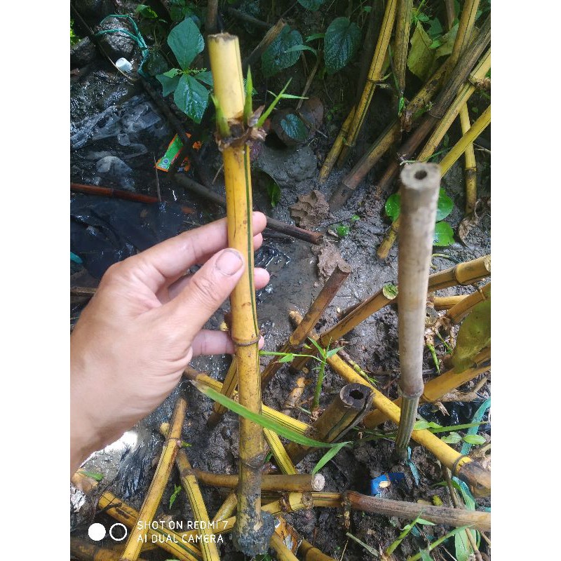 Bibit bambu kuning isi 2 bibit