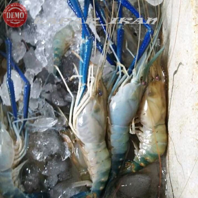 Udang Segar Galah Segar 1~Kilogram