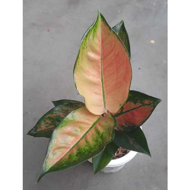 Aglaonema / Aglonema Kochin Tembaga Monvori