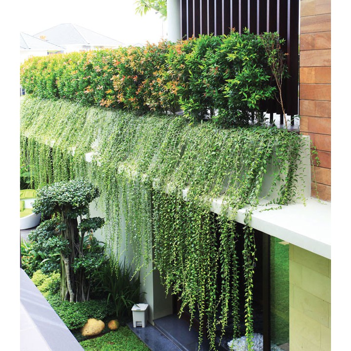 bibit Tanaman hias rambat Lee Kwan Yew Curtain Creeper bibit Tanaman hias rambat Lee Kwan Yew Curtain Creeper