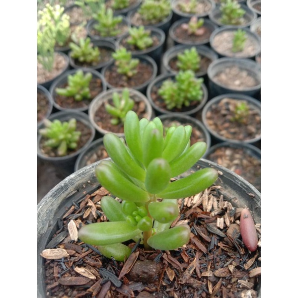 sekulen murah jelly Bean kaktus sekulen murah