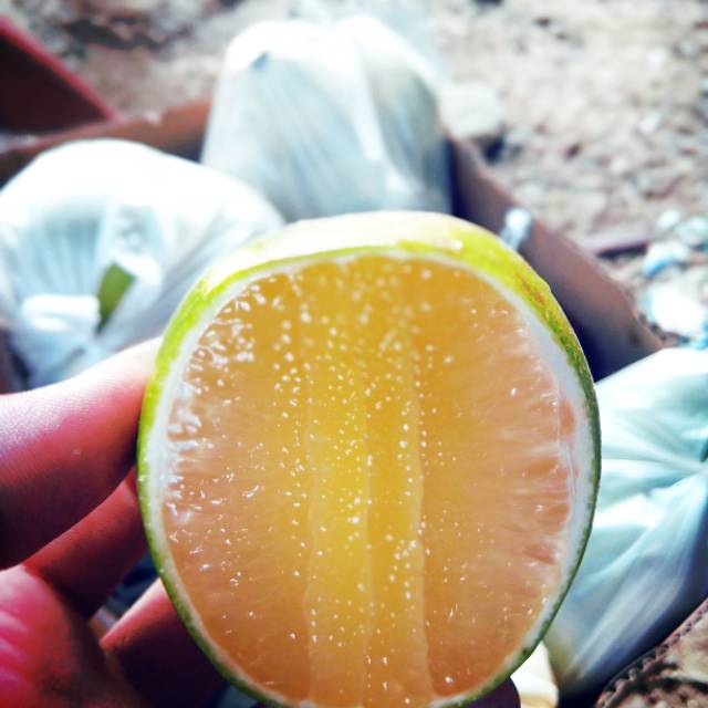 

Lemon california