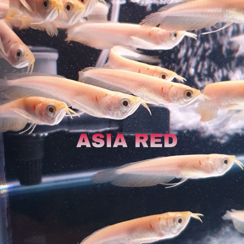 Arowana silver Albino / Arwana silver Albino Terbaik